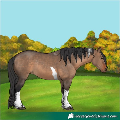 Horse Color:Brown Dun Tobiano Rabicano 