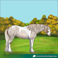 Horse Color:Chocolate Palomino Roan Splash Tobiano