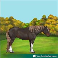 Horse Color:White Spotted Liver Chestnut