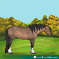 Horse Color:Brown Dun Tobiano Rabicano 