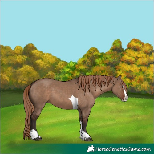 Horse Color:Liver Red Dun Splash Tobiano Rabicano 