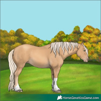 Horse Color:Gold Cream Champagne Tobiano 