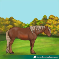 Horse Color:White Spotted Chestnut
