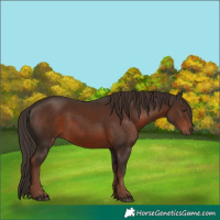 Horse Color:White Spotted Liver Chestnut