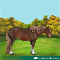 Horse Color:Liver Chestnut Tobiano