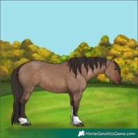 Horse Color:Liver Red Dun Tobiano Rabicano 
