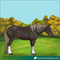 Horse Color:White Spotted Liver Chestnut