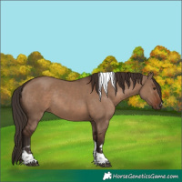 Horse Color:Liver Red Dun Tobiano Rabicano 