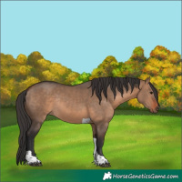 Horse Color:Bay Dun Tobiano Rabicano
