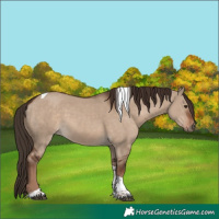 Horse Color:Liver Red Dun Tobiano Rabicano 