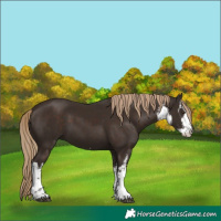 Horse Color:White Spotted Liver Chestnut 