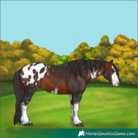 Horse Color:White Spotted Bay Appaloosa