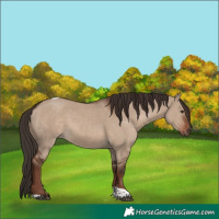 Horse Color:Liver Red Dun Tobiano Rabicano