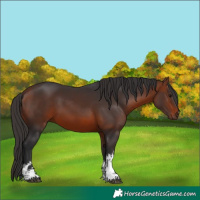 Horse Color:White Spotted Bay