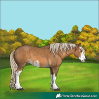 Horse Color:White Spotted Chocolate Palomino