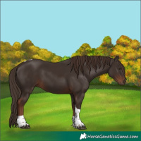Horse Color:Liver Chestnut Tobiano 