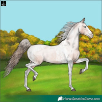 Horse Color:Bay Splash Tobiano Varnish and Bay Splash Tobiano Varnish Rabicano