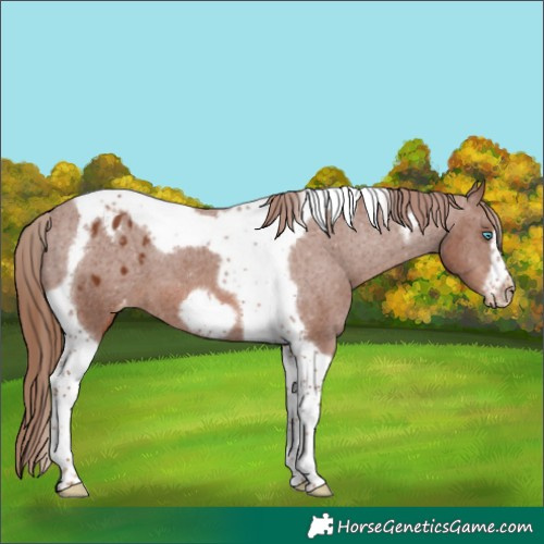Horse Color:Chestnut Tobiano Frame Varnish