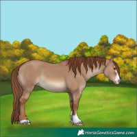 Horse Color:Red Dun