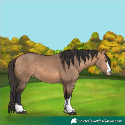 Horse Color:Bay Dun