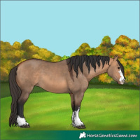 Horse Color:Bay Dun 