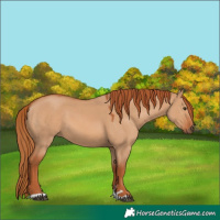 Horse Color:Red Dun 
