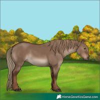 Horse Color:Liver Red Dun