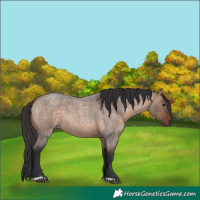 Horse Color:Brown Roan Dun