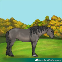 Horse Color:Grullo 