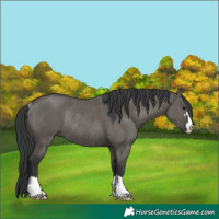 Horse Color:Grullo Rabicano 