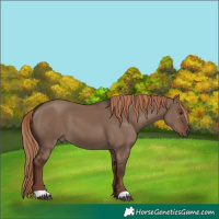 Horse Color:Liver Red Dun