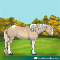 Horse Color:Chocolate Palomino Dun Tobiano Frame