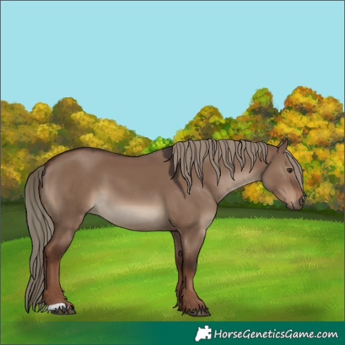 Horse Color:Liver Red Dun 