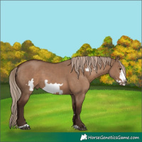 Horse Color:Liver Red Dun Frame