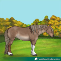Horse Color:Liver Red Dun Tobiano