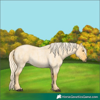 Horse Color:Palomino Roan Dun 