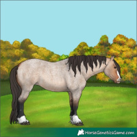 Horse Color:Bay Roan Dun 