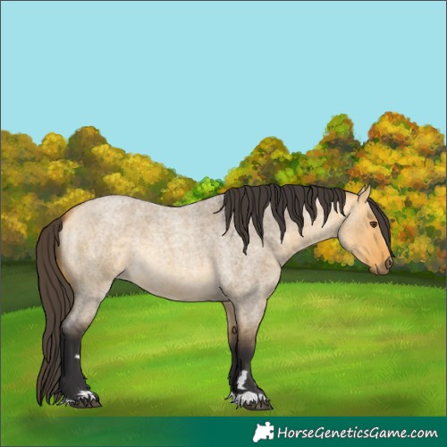 Horse Color:Buckskin Roan Dun 