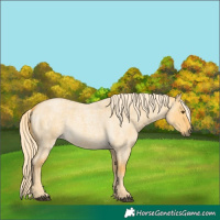 Horse Color:Palomino Roan Dun