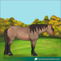 Horse Color:Bay Dun