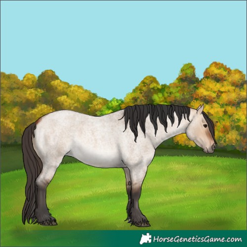 Horse Color:Bay Roan Dun 