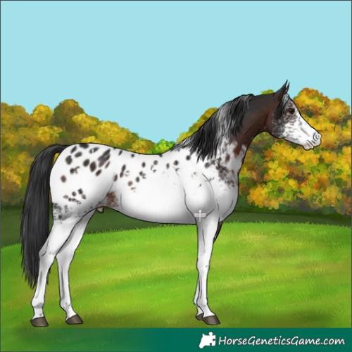Horse Color:White Spotted Brown Near Leopard 