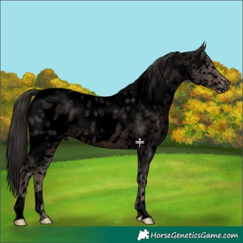 Horse Color:Void White Spotted Liver Red Ice Roan Near Leopard 