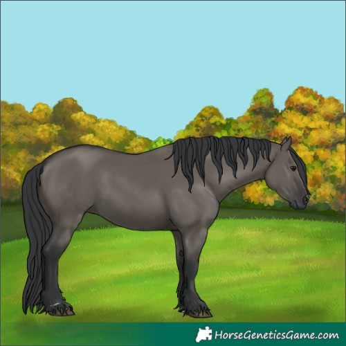 Horse Color:Grullo 
