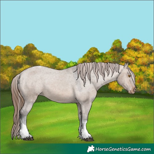 Horse Color:Brown Dun Tobiano Appaloosa 