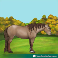 Horse Color:Gray Grullo Pearl Sabino 