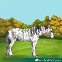 Horse Color:Grullo Sabino