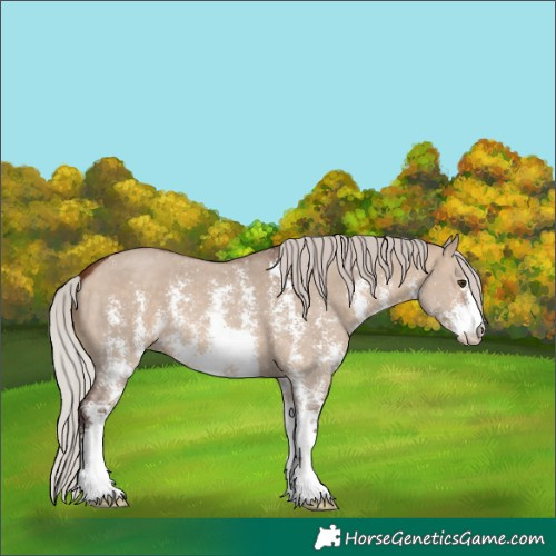 Horse Color:Silver Brown Dun Sabino 
