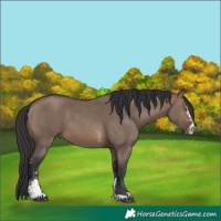 Horse Color:Brown Dun Sabino 