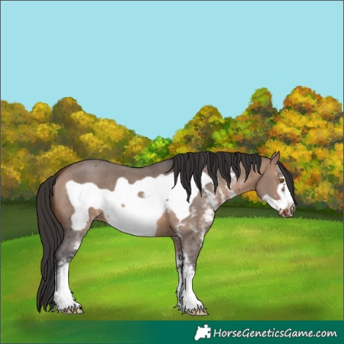 Horse Color:Brown Dun Sabino Frame 